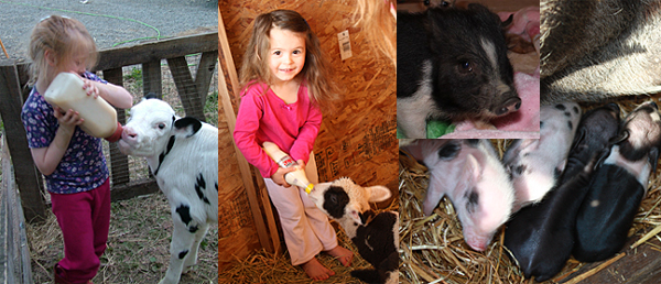 Alaskan Learning Farm Camp, Matsu Valley summer camp