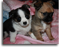 Chorkie Puppies Alaska