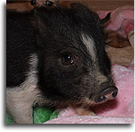 Pot Belly Pig Feed Recommendations